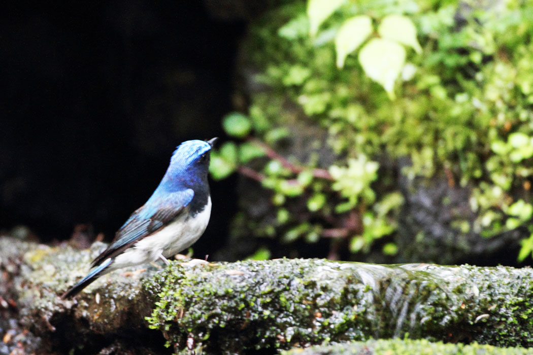 今年は昨年、一昨年とあまり行かなかった山中湖の水場での鳥見を増やしてみました。この日は短時間の間にオオルリなど多くの鳥を見ることができました。